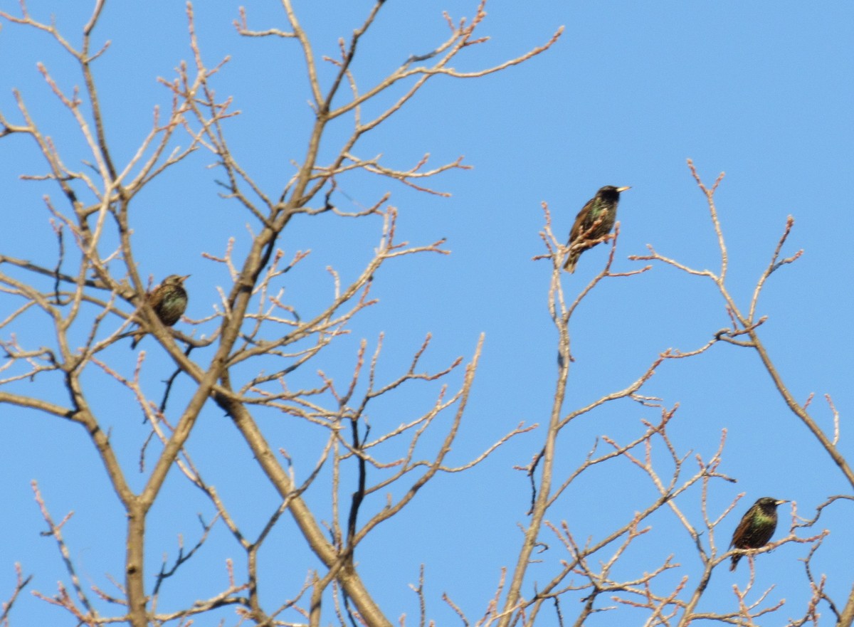 Ebird Checklist - 12 Feb 2023 - King East, Kitchener, On, Canada - 3 