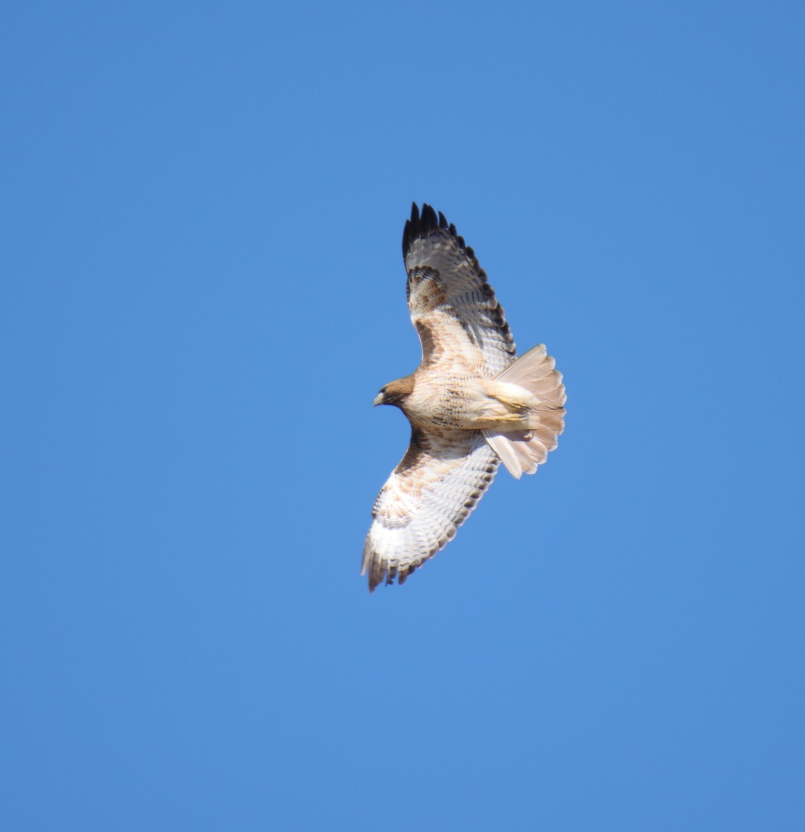 Red-tailed Hawk - ML534511301