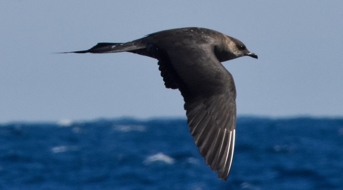 Long-tailed Jaeger - Pamela Jones