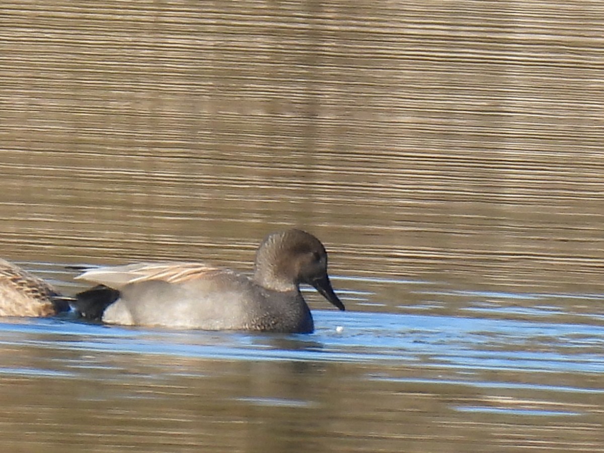 Gadwall - ML534511781