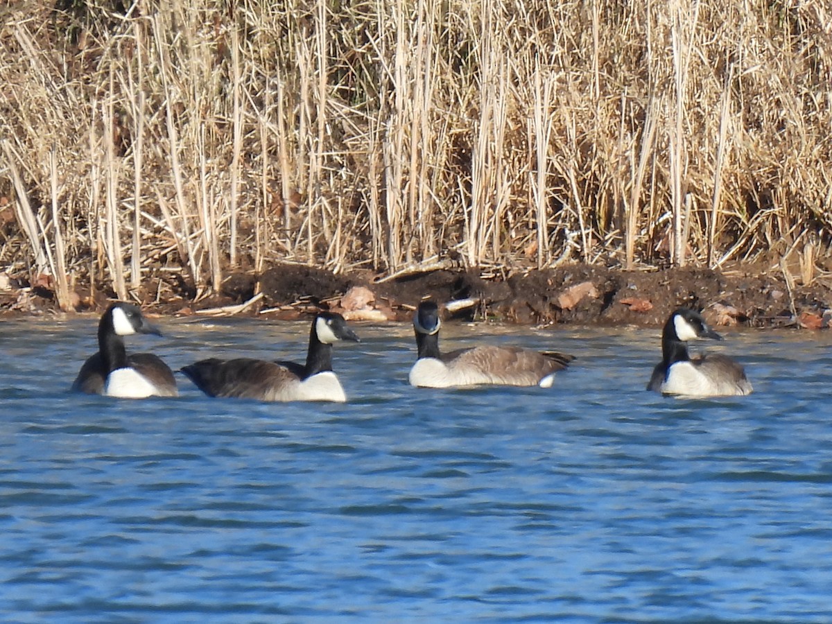 Canada Goose - ML534511971