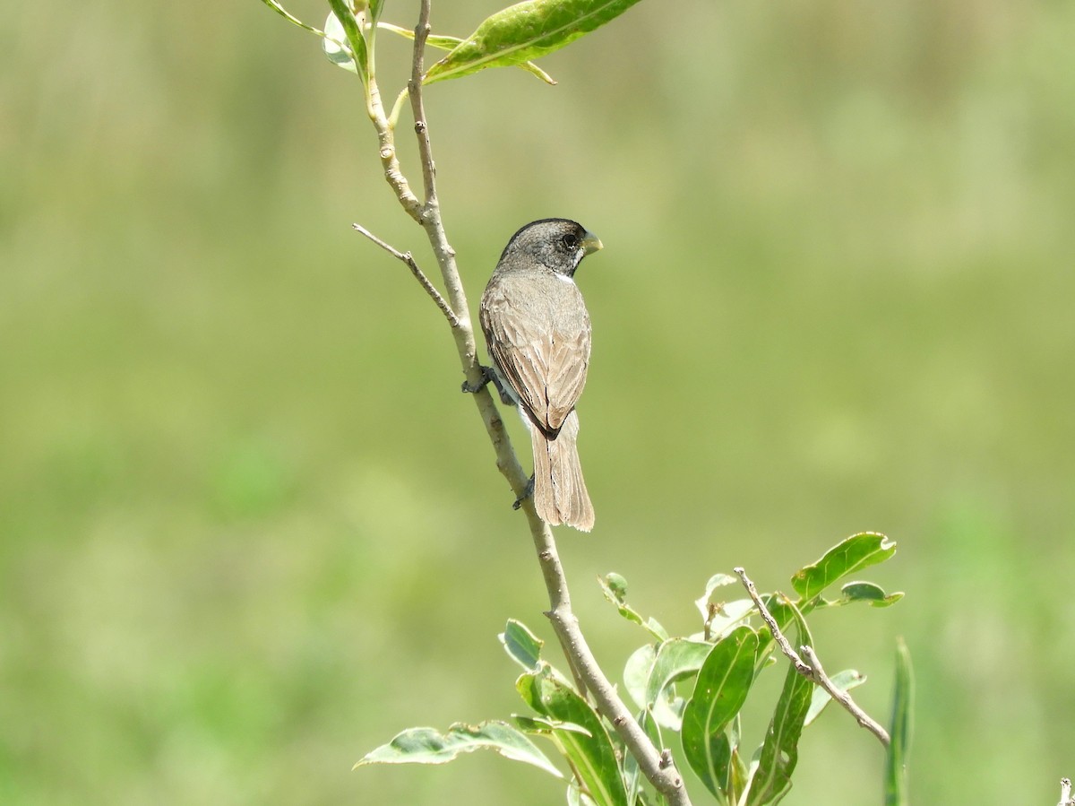 Double-collared Seedeater - Gonzalo Diaz