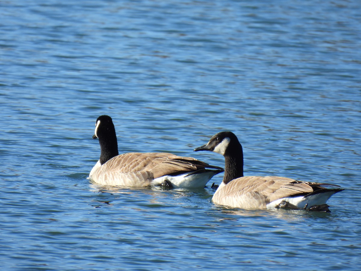 Canada Goose - ML534512331