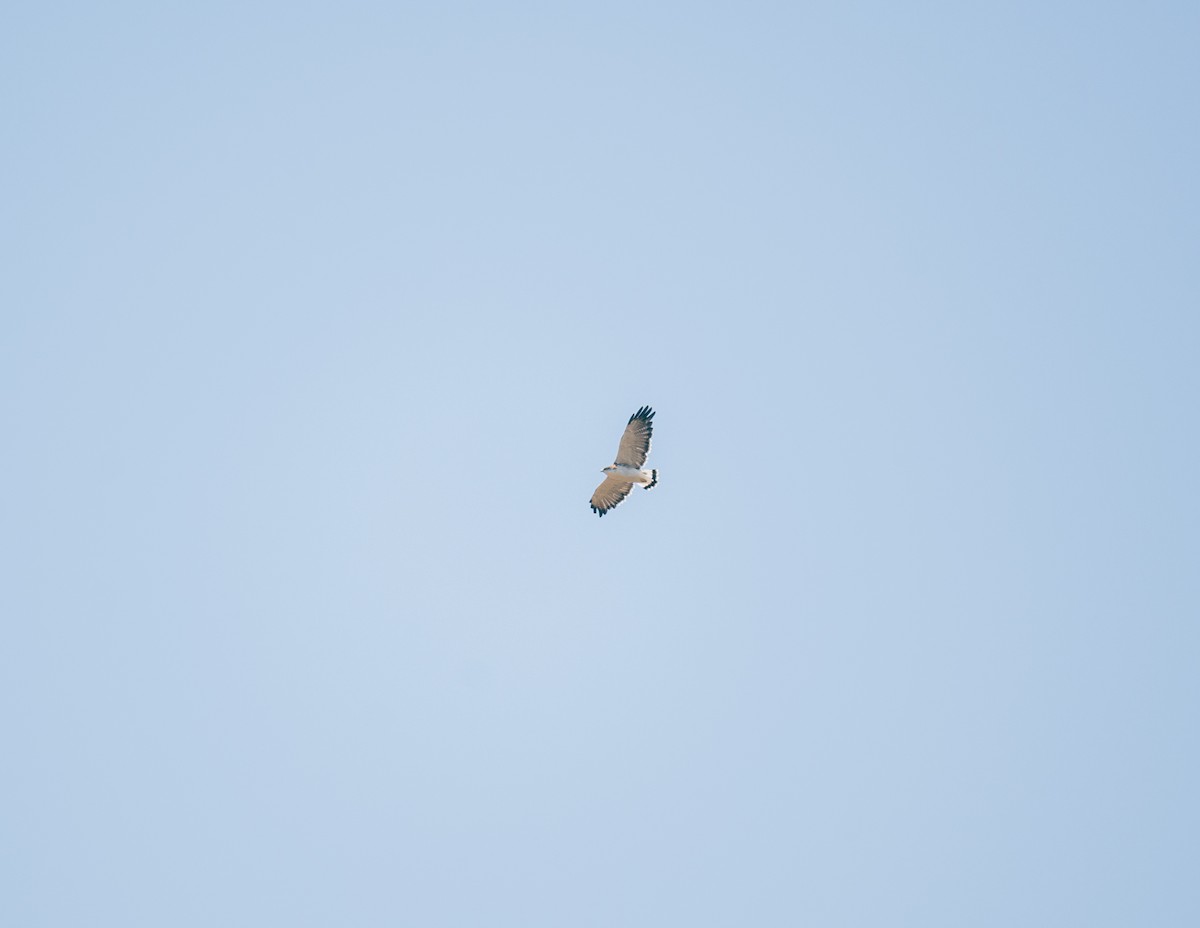 Variable Hawk - ML534512561