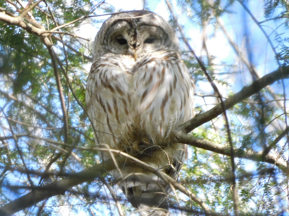 Barred Owl - ML534513011