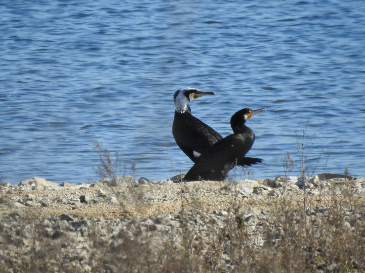 Great Cormorant (Eurasian) - ML534514441