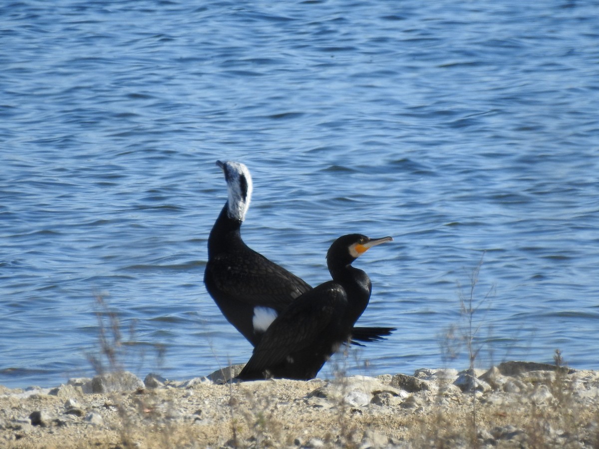 Grand Cormoran (sinensis/hanedae) - ML534514461