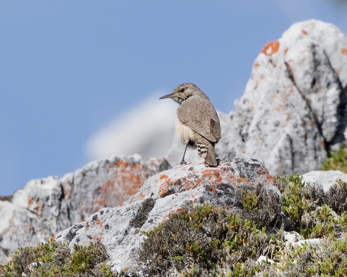 Rock Wren - ML534515901