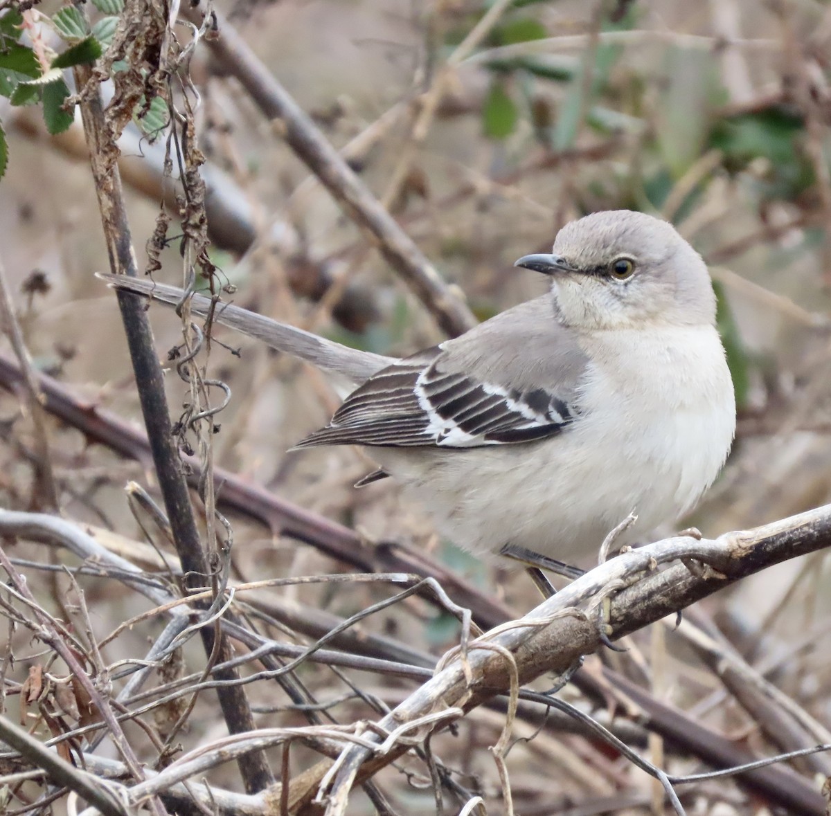 Northern Mockingbird - ML534516901