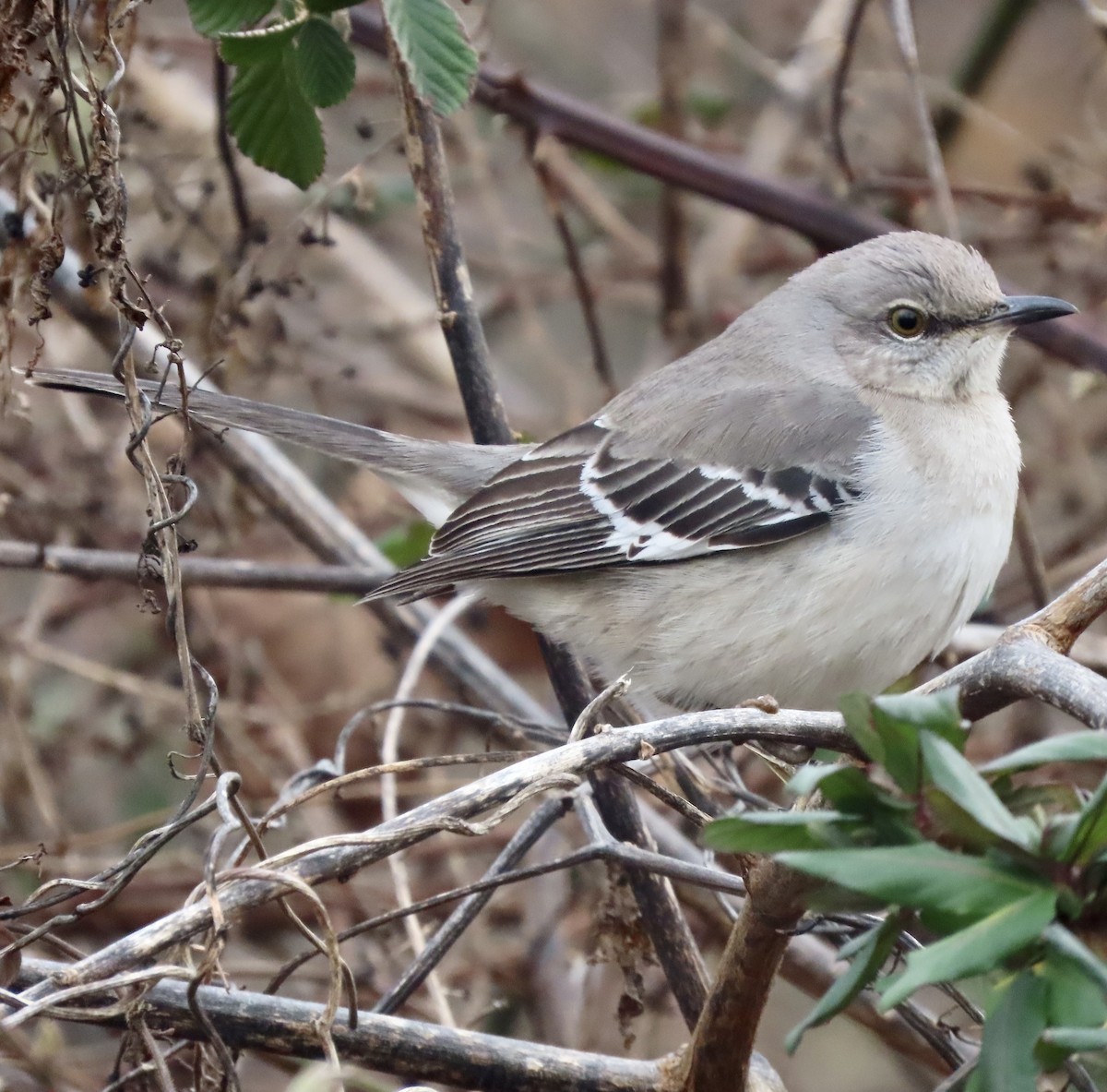 Northern Mockingbird - ML534516911