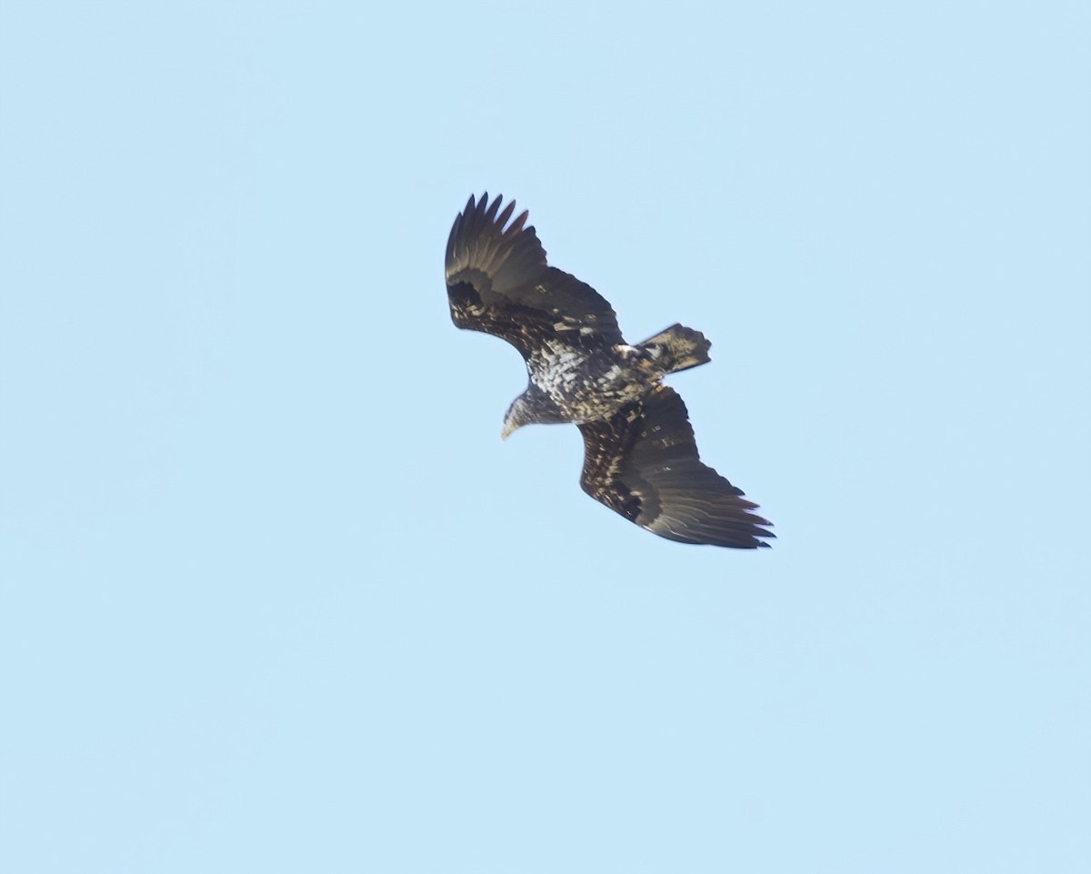 Bald Eagle - ML534517191