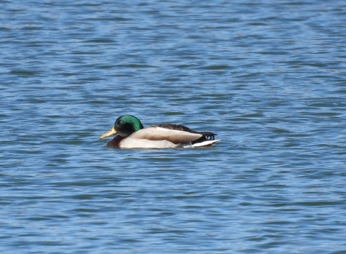 Mallard - ML534517751