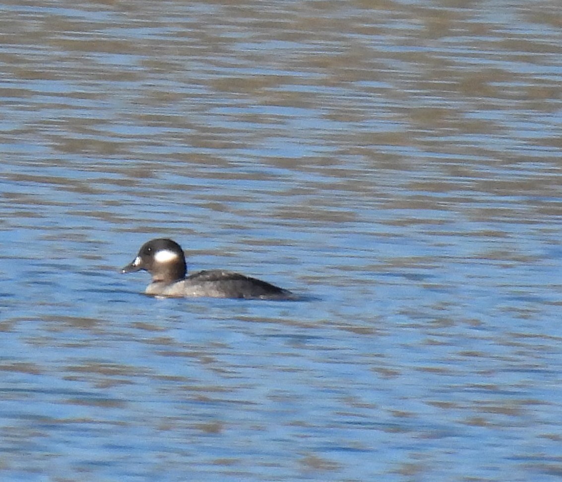 Bufflehead - ML534517941
