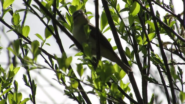 Vireo de Filadelfia - ML534518041