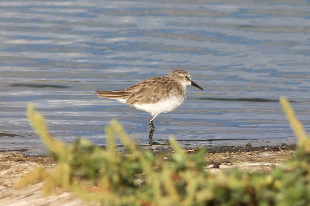 Little Stint - ML53451811