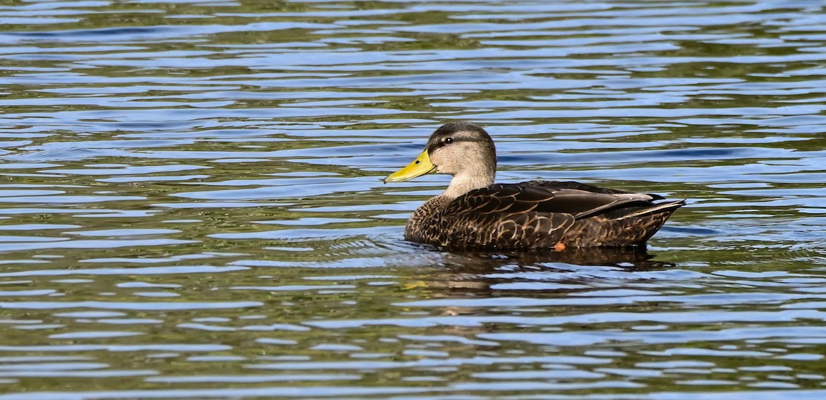 American Black Duck - ML534518941