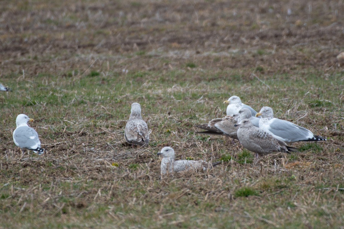 Herring Gull - Court Harding