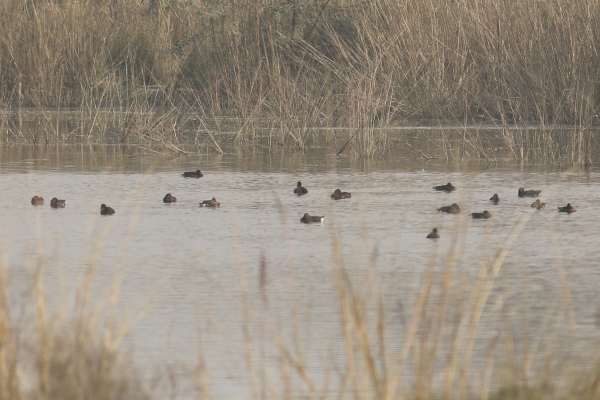 Ferruginous Duck - Vikas Madhav Nagarajan