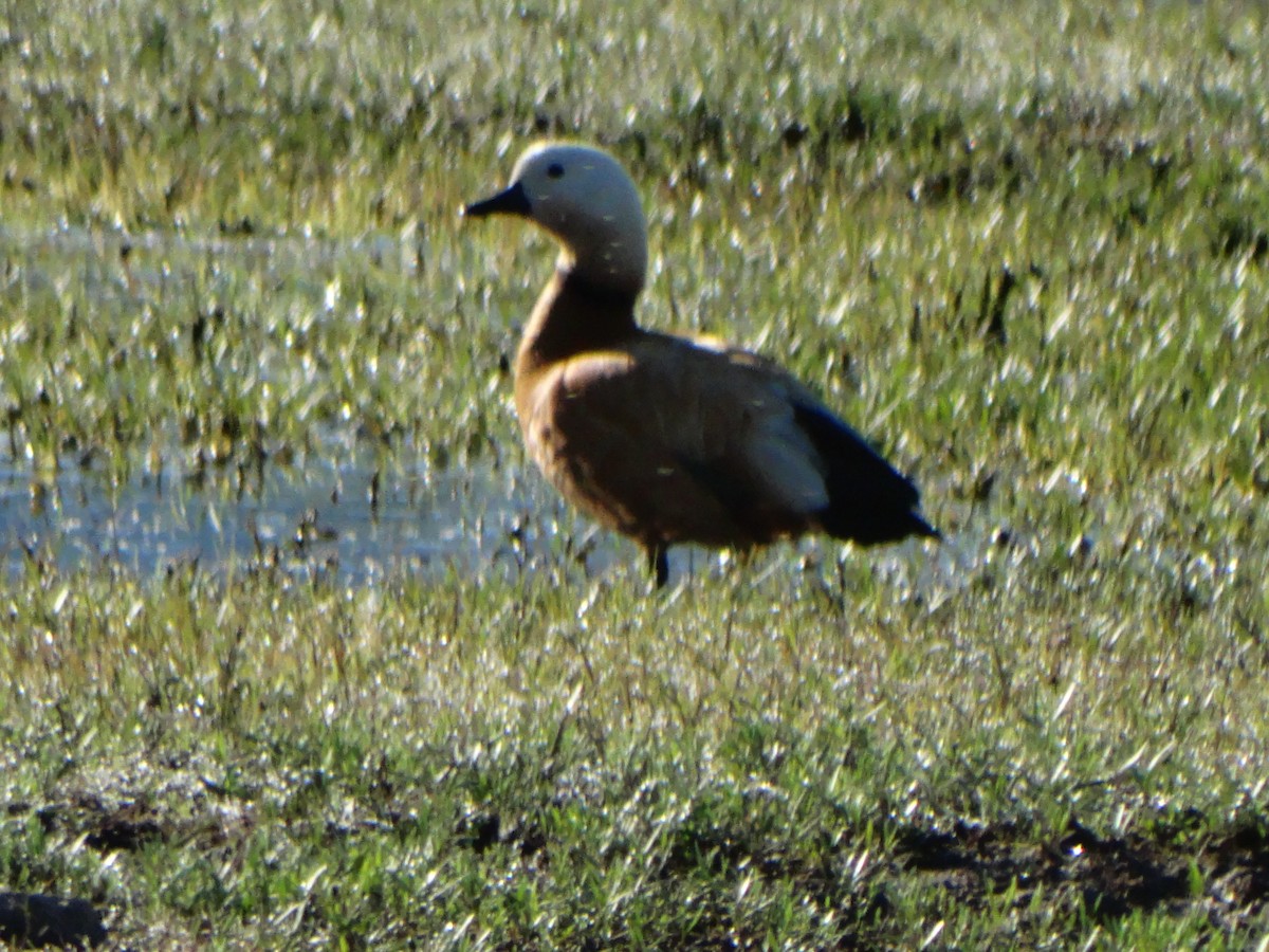 Ruddy Shelduck - Silvio Montani
