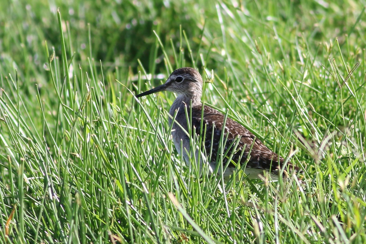 Wood Sandpiper - ML53452261