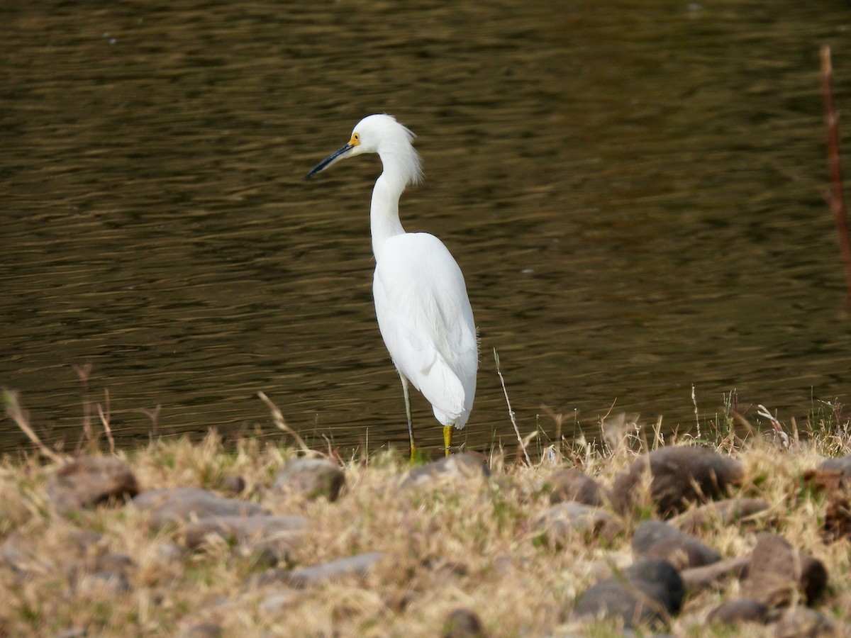 Snowy Egret - ML534522671