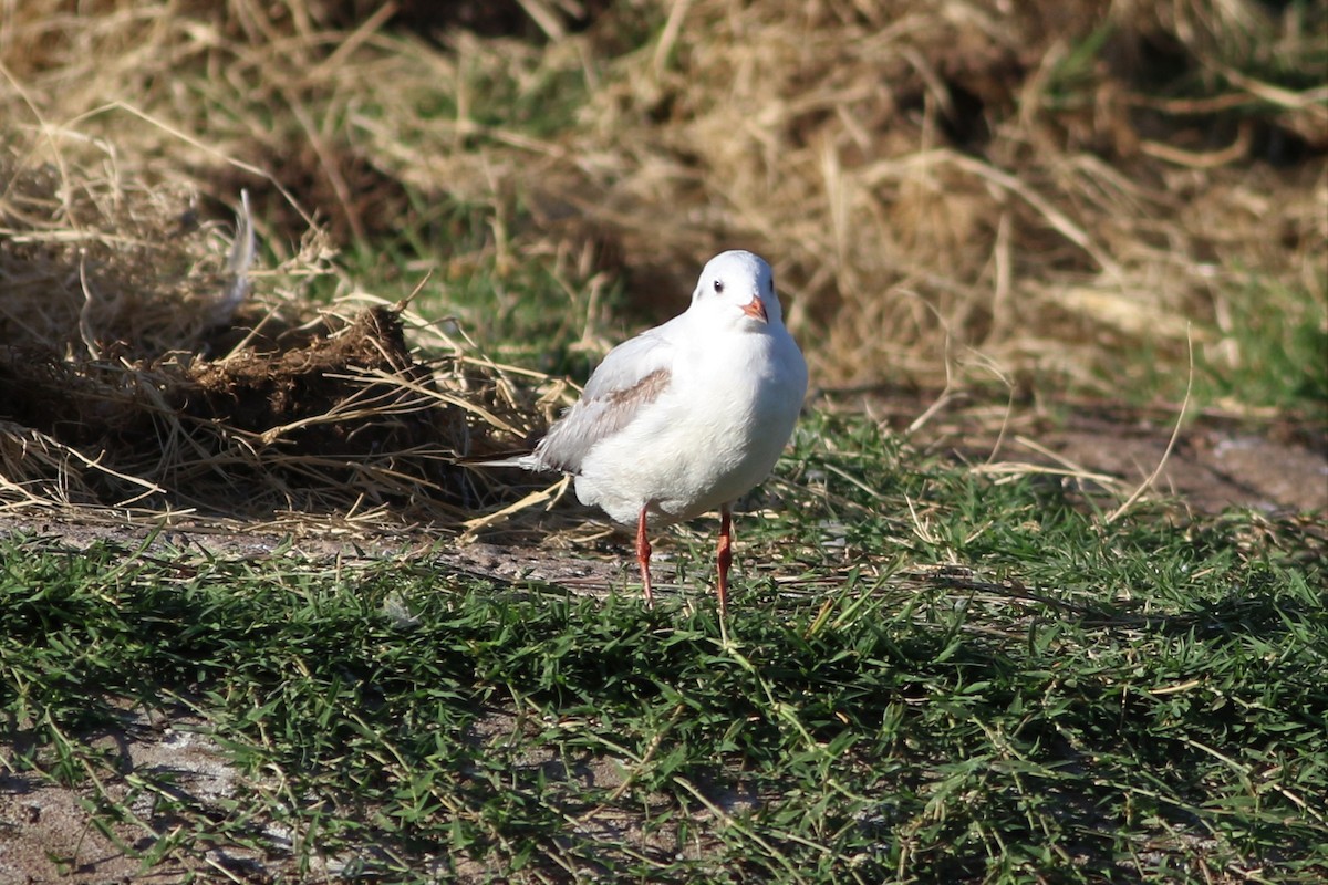 Black-headed Gull - ML53452301