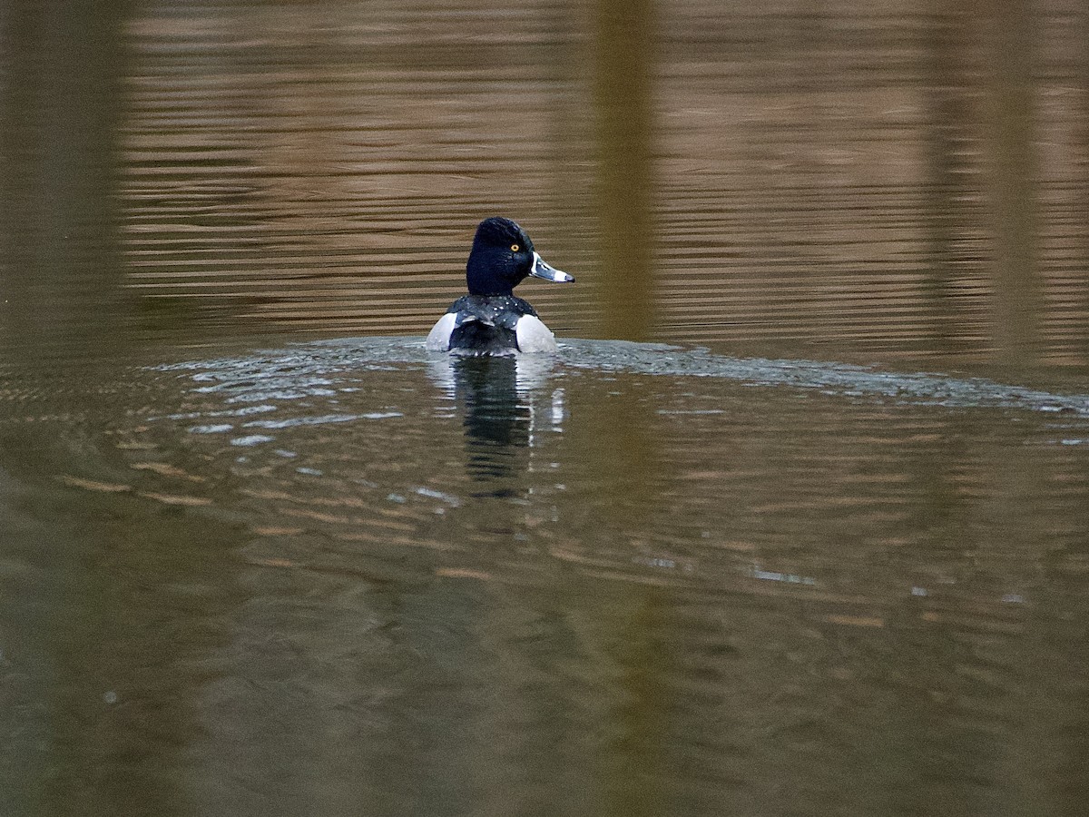 Ring-necked Duck - ML534527521