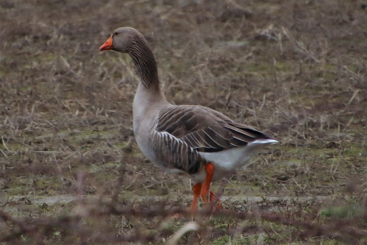 Domestic goose sp. (Domestic type) - ML534528261