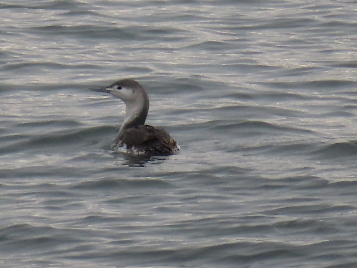 Red-throated Loon - ML534528881