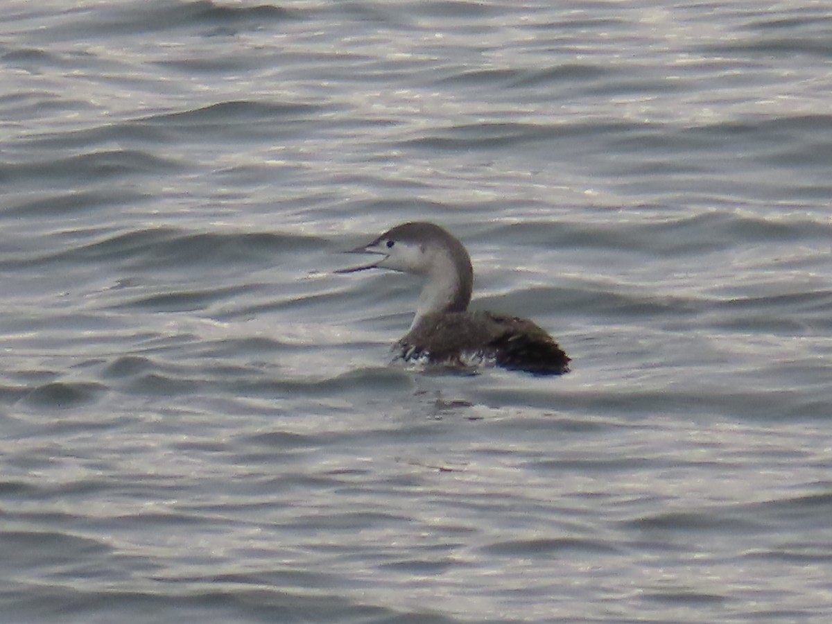 Red-throated Loon - ML534528971