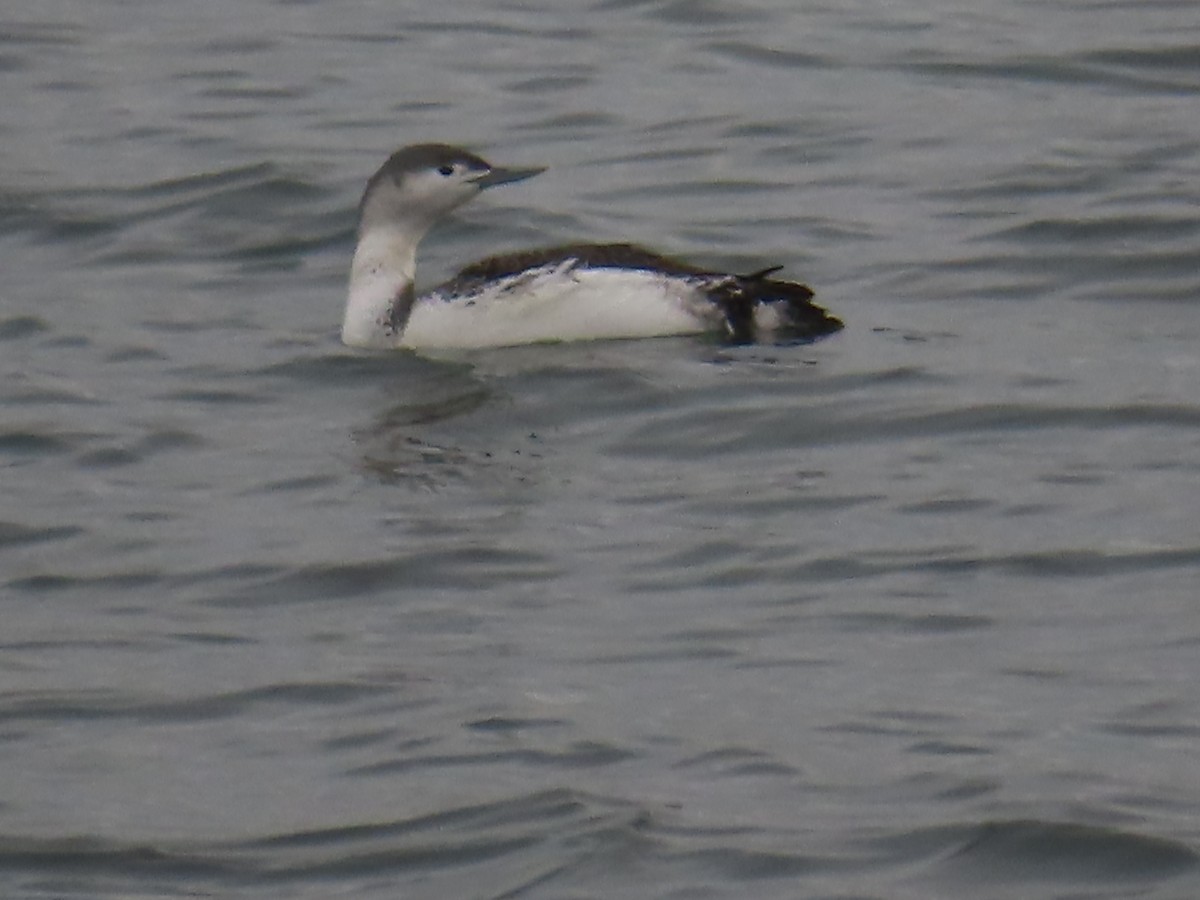 Red-throated Loon - ML534529131