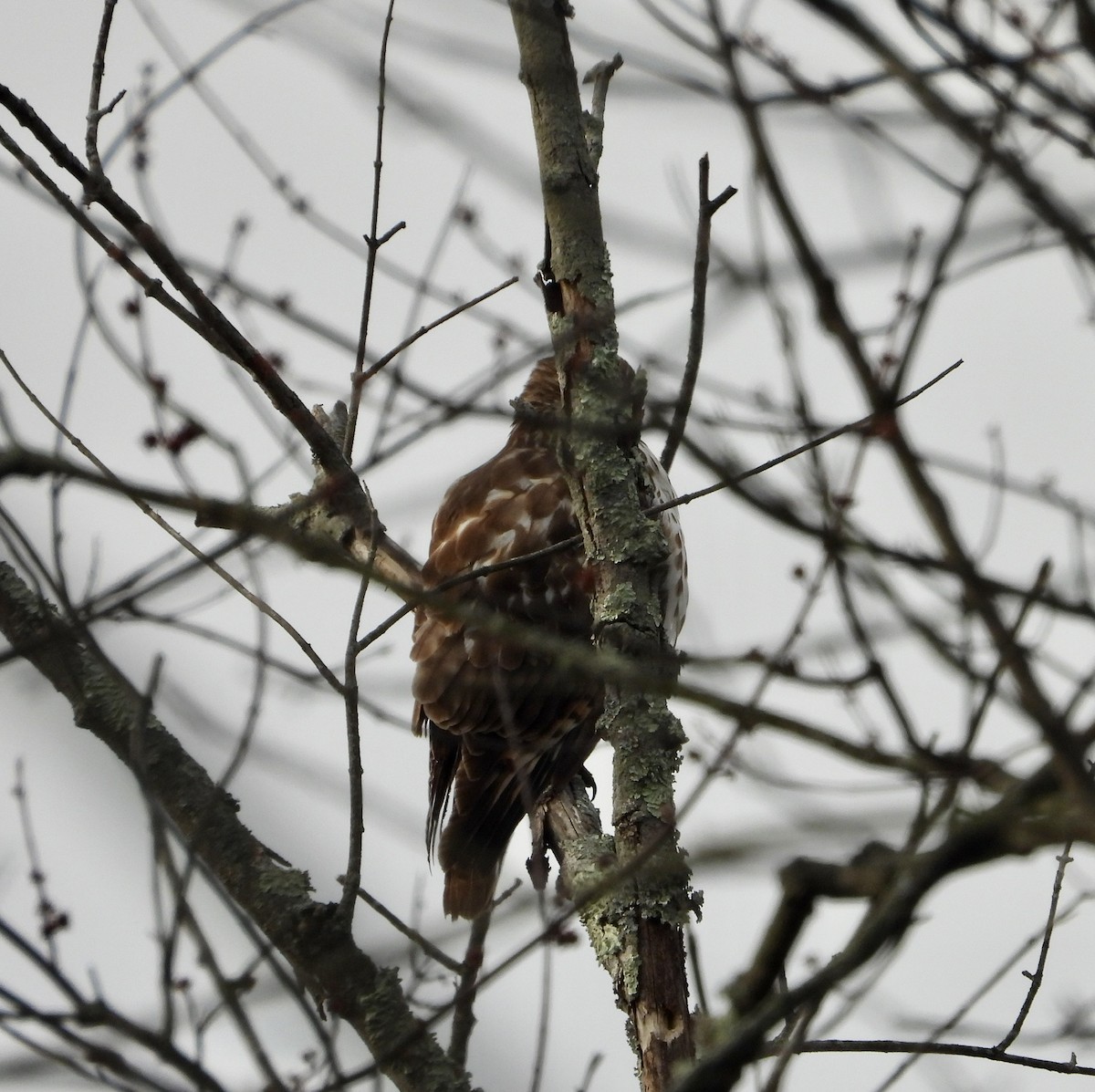 Red-shouldered Hawk - ML534529571