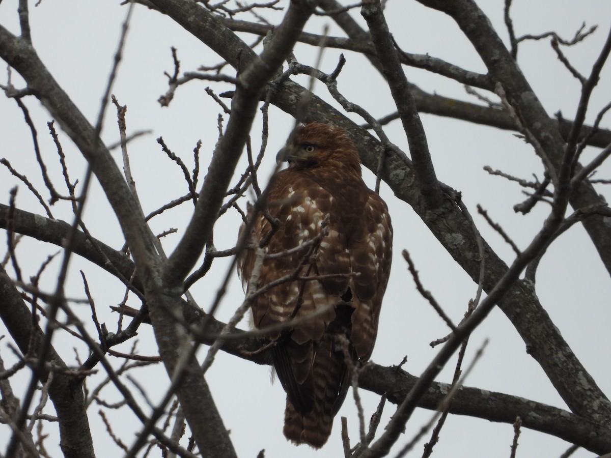 Red-shouldered Hawk - ML534529581