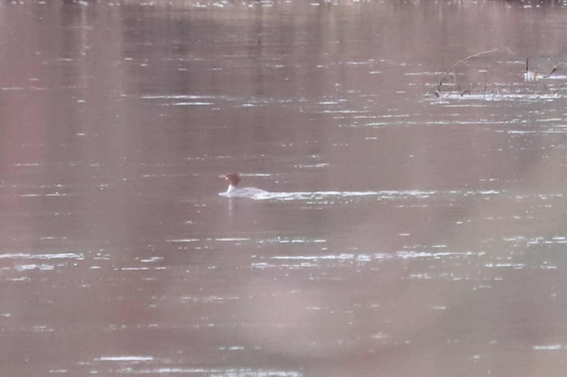 Common Merganser - ML534530411