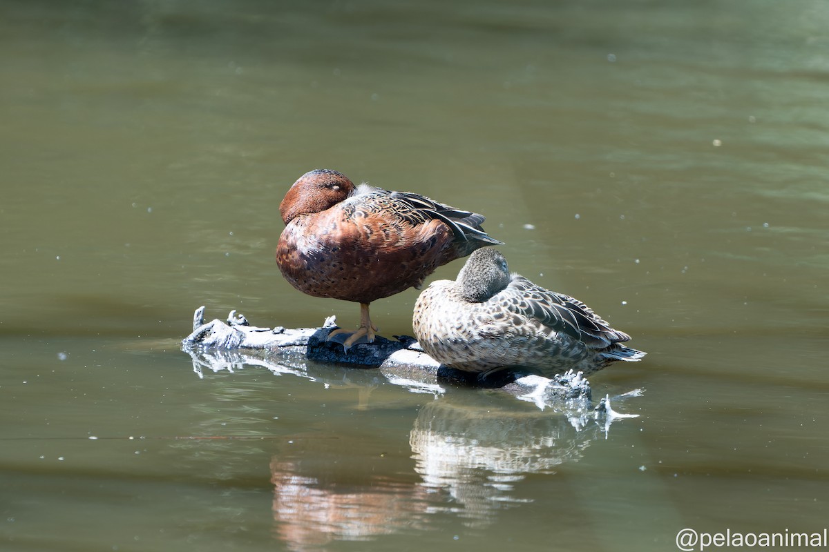 Cinnamon Teal - ML534530761