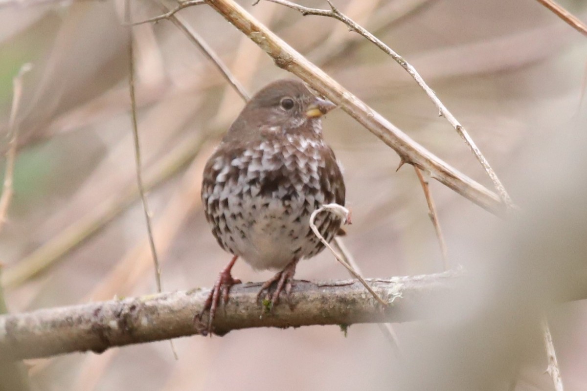 Fox Sparrow - ML534531431