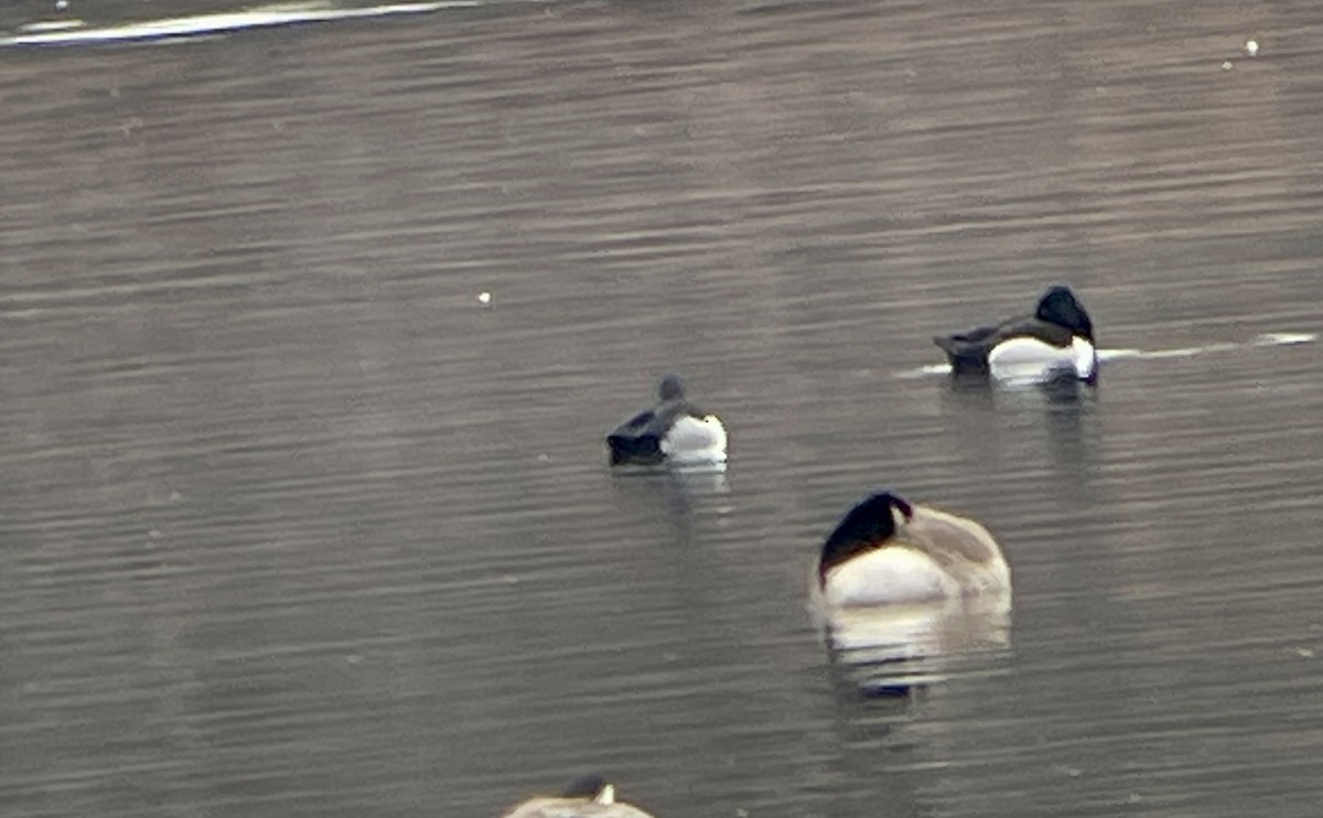 Ring-necked Duck - ML534531551