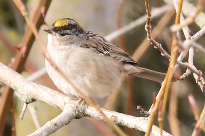 Golden-crowned Sparrow - ML534531711