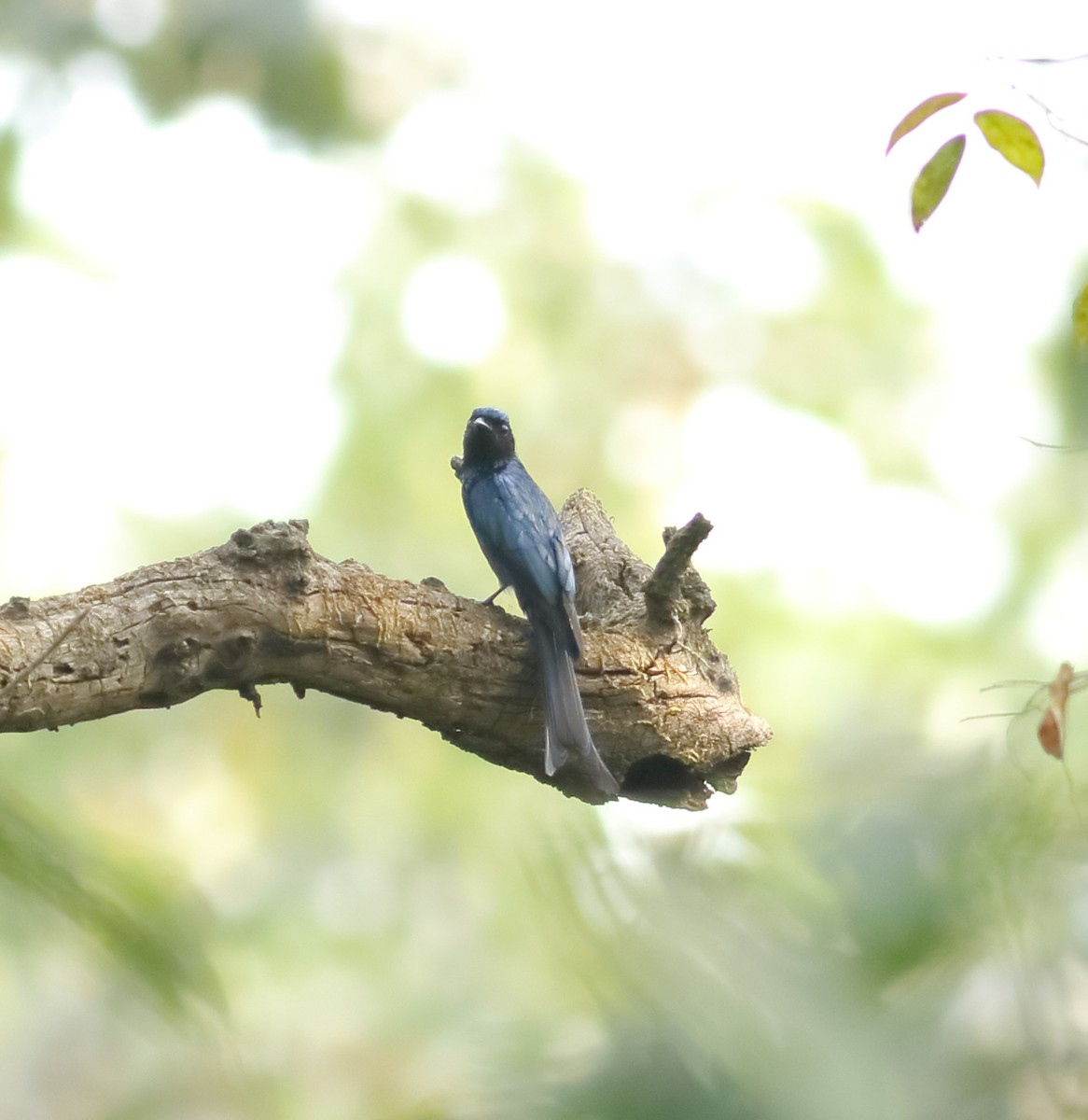 Bronzed Drongo - Savio Fonseca (www.avocet-peregrine.com)