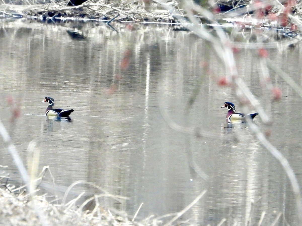 Wood Duck - ML534533501