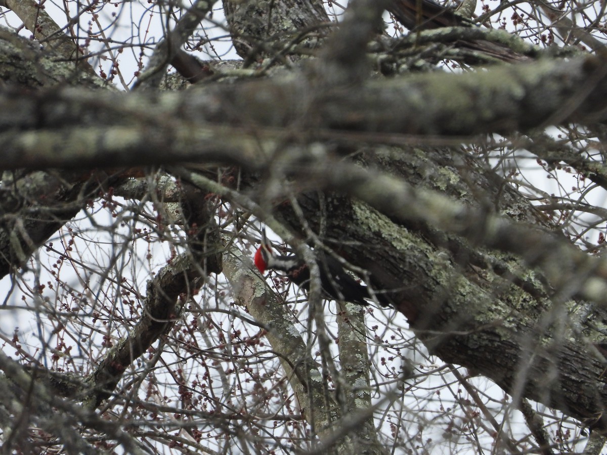 Pileated Woodpecker - ML534533571