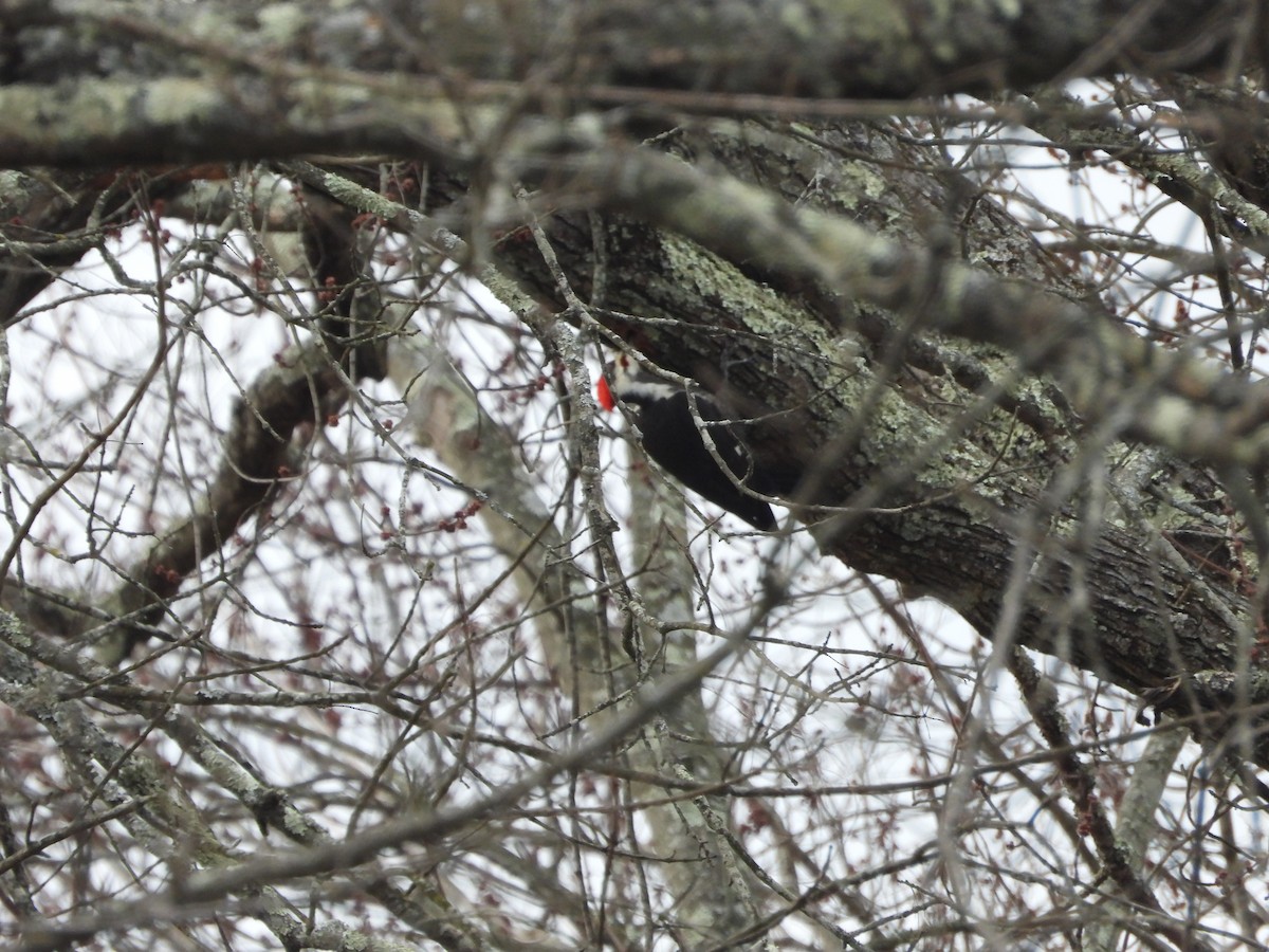 Pileated Woodpecker - ML534533581