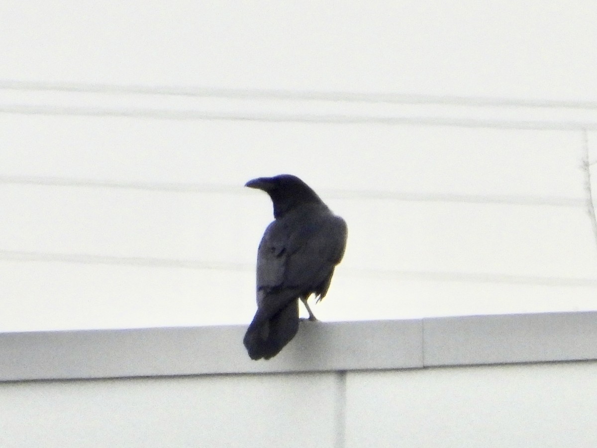 Common Raven - ML534533641