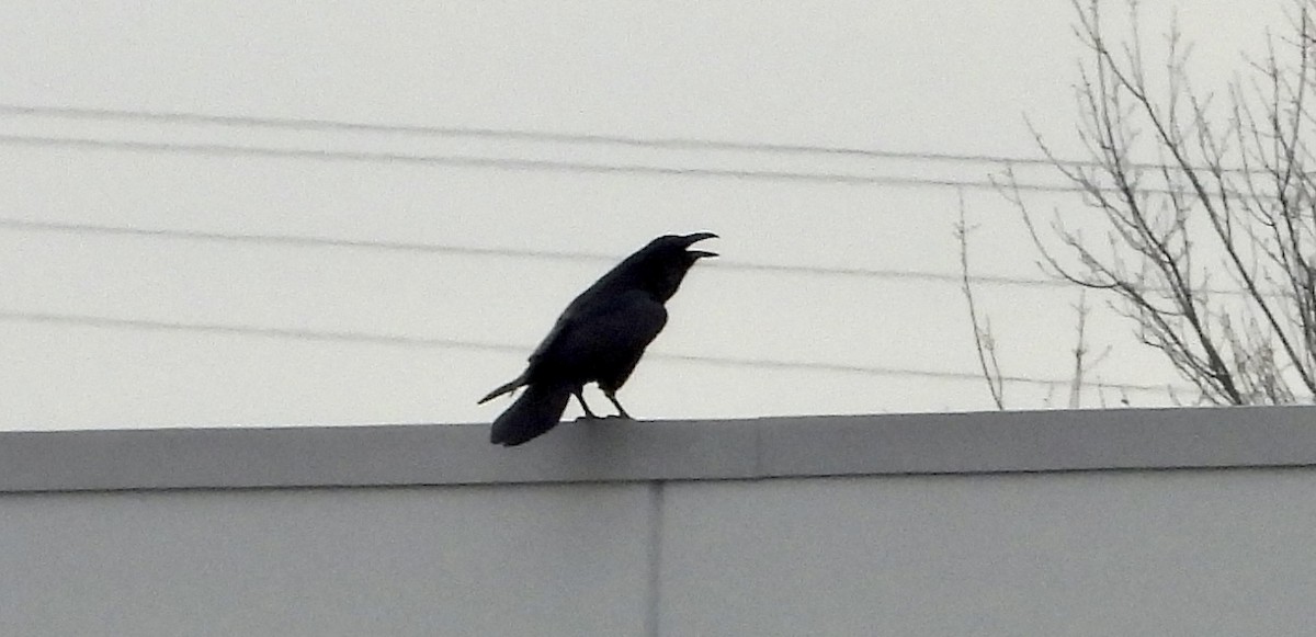 Common Raven - ML534533651