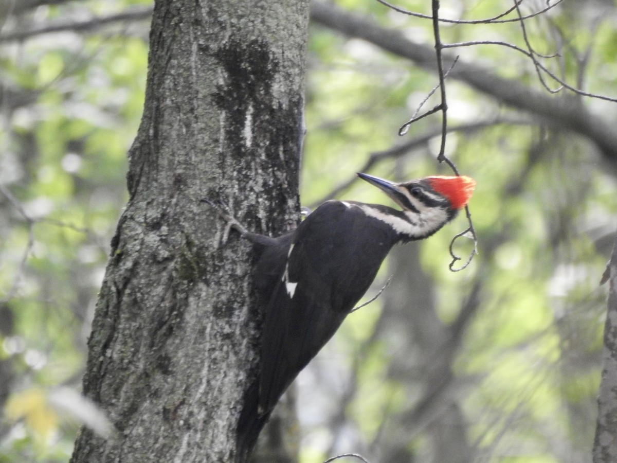 Pileated Woodpecker - ML534533921