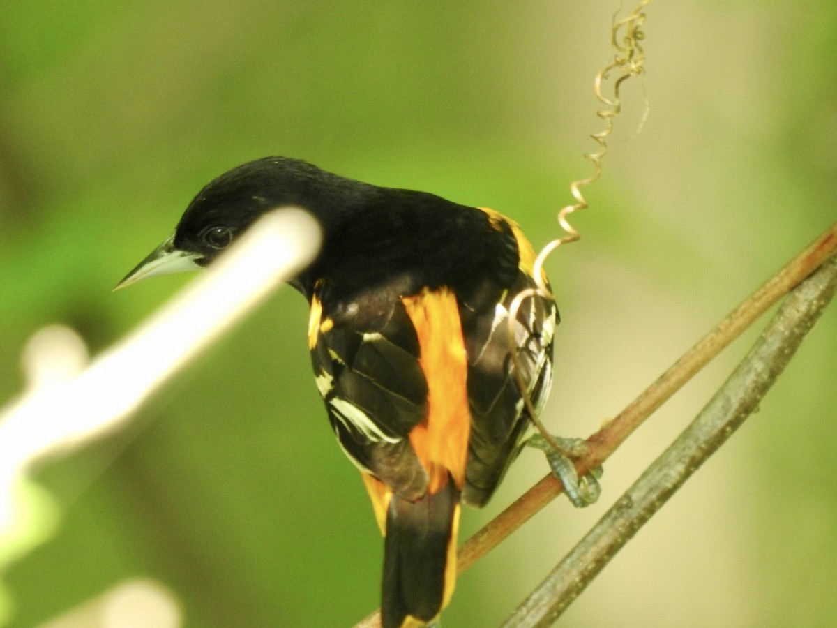 Baltimore Oriole - ML534534101