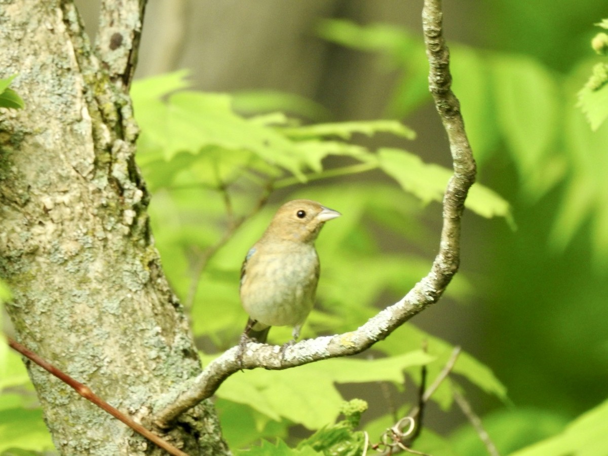 Indigo Bunting - ML534534241