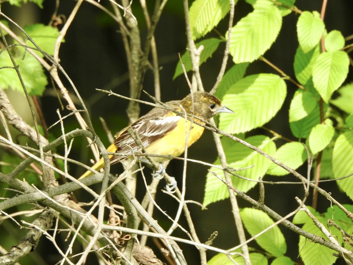 Baltimore Oriole - ML534534261