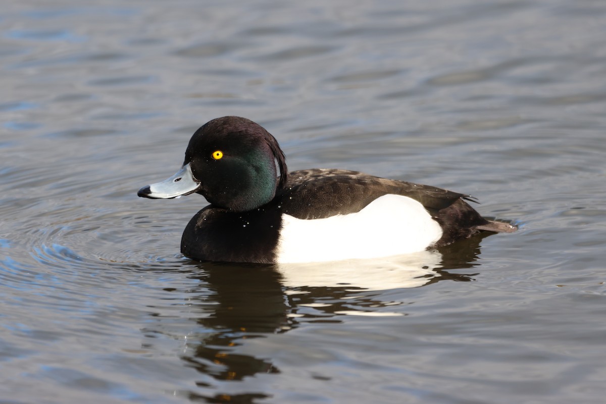 Tufted Duck - ML534534391