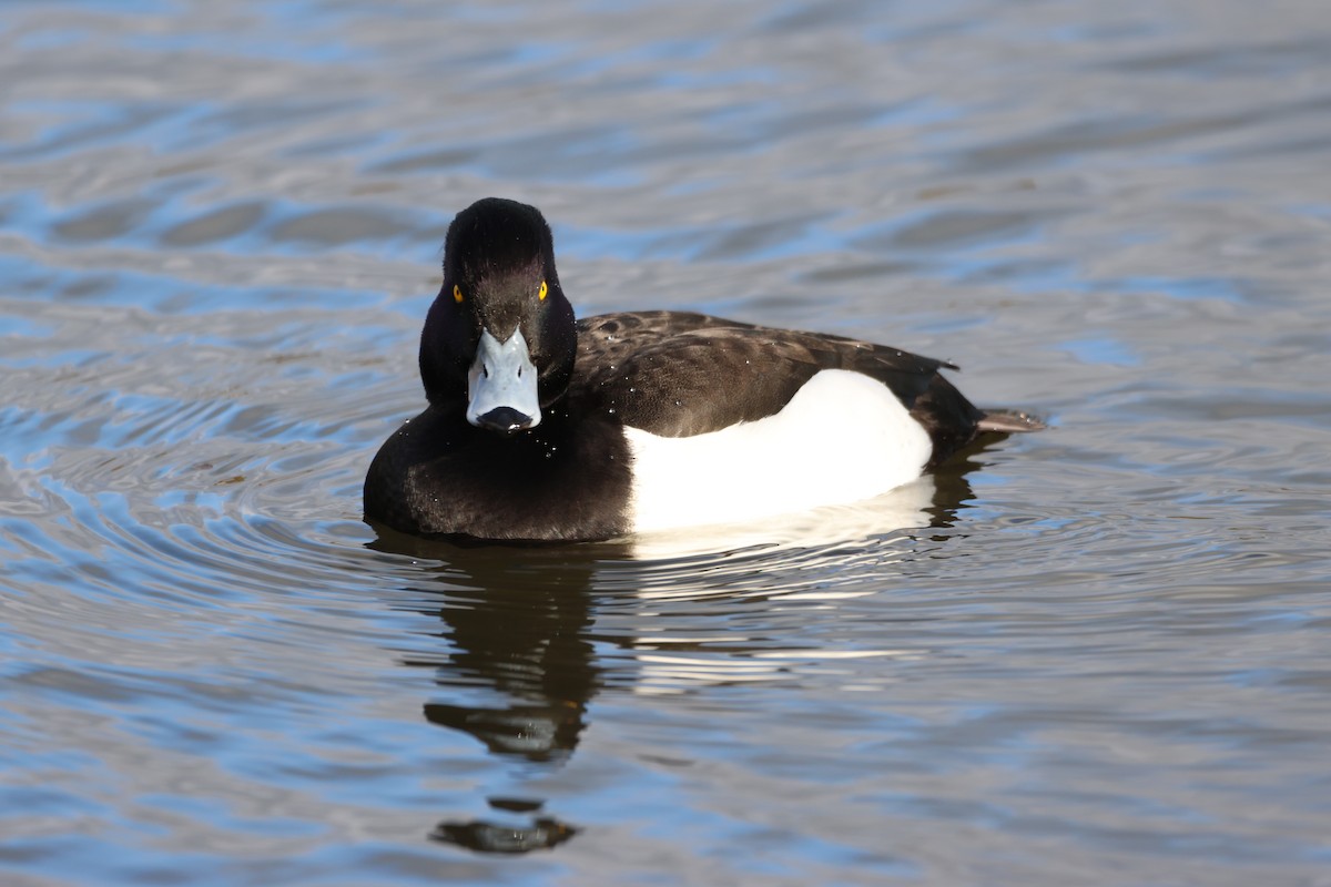 Tufted Duck - ML534534401